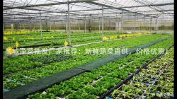 盐城净菜批发厂家推荐：新鲜蔬菜直供，价格优惠！