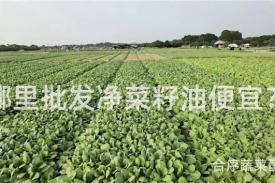 哪里批发净菜籽油便宜？