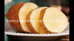 哪里有专业净菜批发配送？快来了解这家优质供应商！