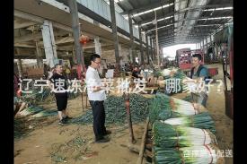 辽宁速冻净菜批发，哪家好？