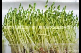 批发净菜加工生产线：提高餐饮企业效率的利器