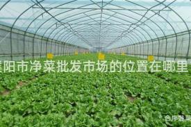 濮阳市净菜批发市场的位置在哪里？
