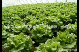 盐城净菜半成品菜批发，新鲜健康，价格实惠