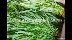 福州净菜批发平台，新鲜蔬菜直供，品质保障！