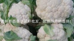 贵州黔西县净菜籽批发，优质原产地直供！