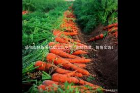 盛华宏林粮油批发市场净菜：新鲜优质，价格实惠！