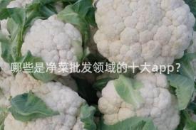 哪些是净菜批发领域的十大app？