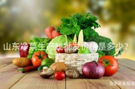 山东净菜生产线批发价格是多少？