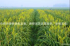 合肥净菜快捷批发商，新鲜优质蔬菜直供，价格实惠！