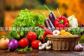 咸阳净菜配送批发供应商-高效快捷的蔬菜配送服务