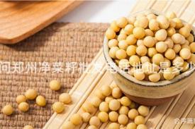 请问郑州净菜籽批发电话地址是多少？