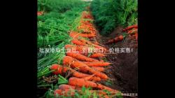 批发净菜土豆丝，新鲜可口，价格实惠！