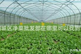 相城区净菜批发部在哪里可以找到？