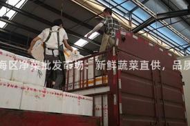 合肥瑶海区净菜批发市场：新鲜蔬菜直供，品质保证！
