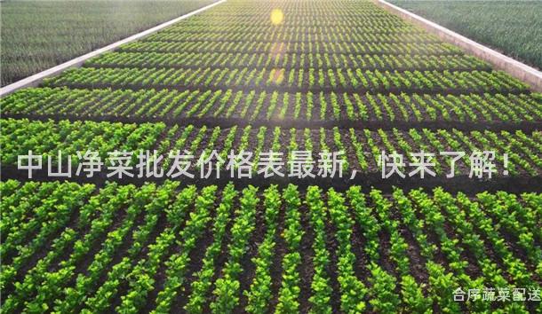 中山净菜批发价格表最新，快来了解！