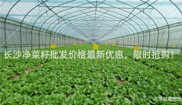 长沙净菜籽批发价格最新优惠，限时抢购！