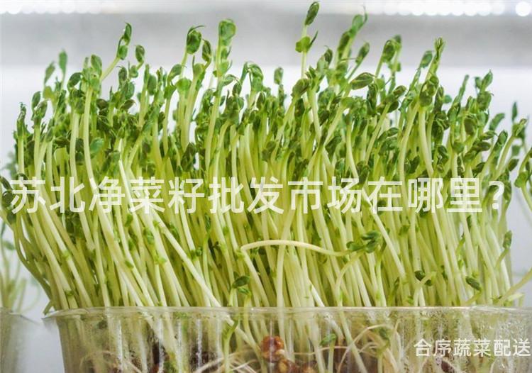 苏北净菜籽批发市场在哪里？