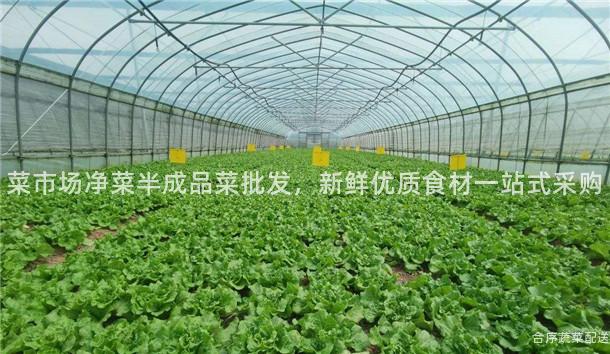 菜市场净菜半成品菜批发，新鲜优质食材一站式采购