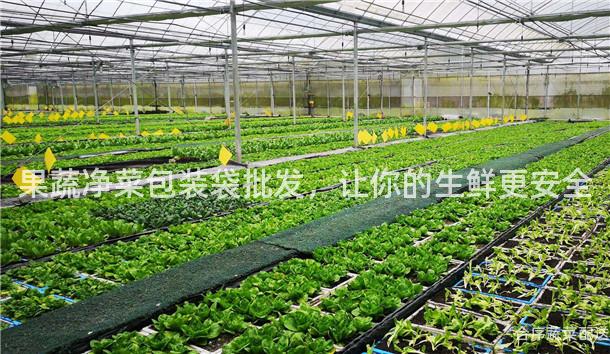 果蔬净菜包装袋批发，让你的生鲜更安全