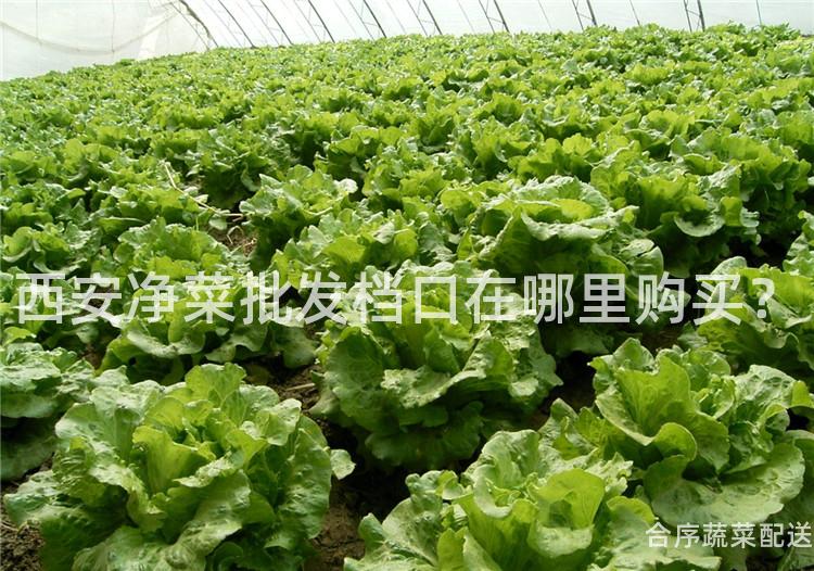 西安净菜批发档口在哪里购买？