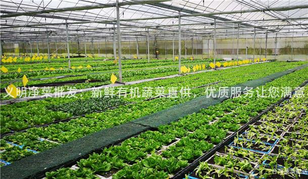 义明净菜批发：新鲜有机蔬菜直供，优质服务让您满意