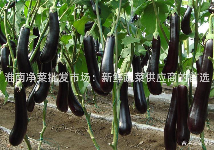 淮南净菜批发市场：新鲜蔬菜供应商的首选