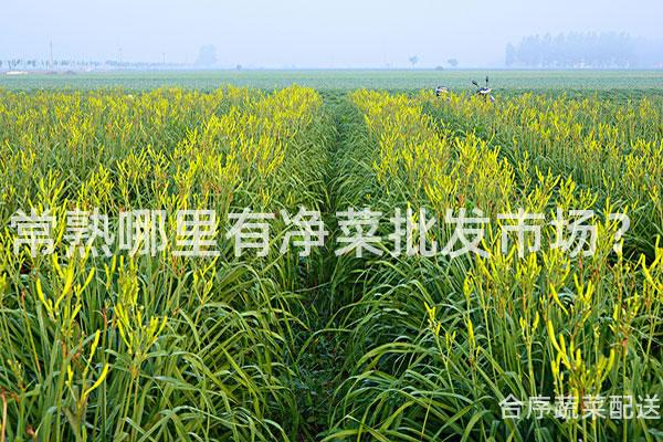 常熟哪里有净菜批发市场？
