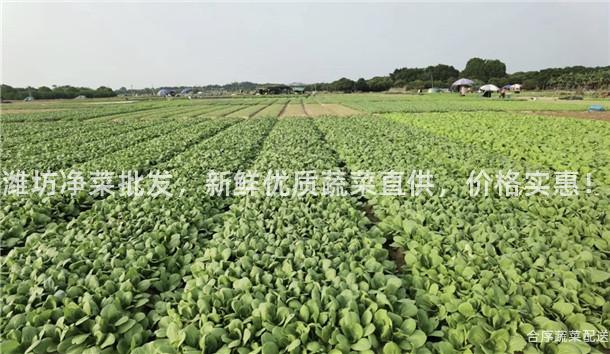 潍坊净菜批发，新鲜优质蔬菜直供，价格实惠！