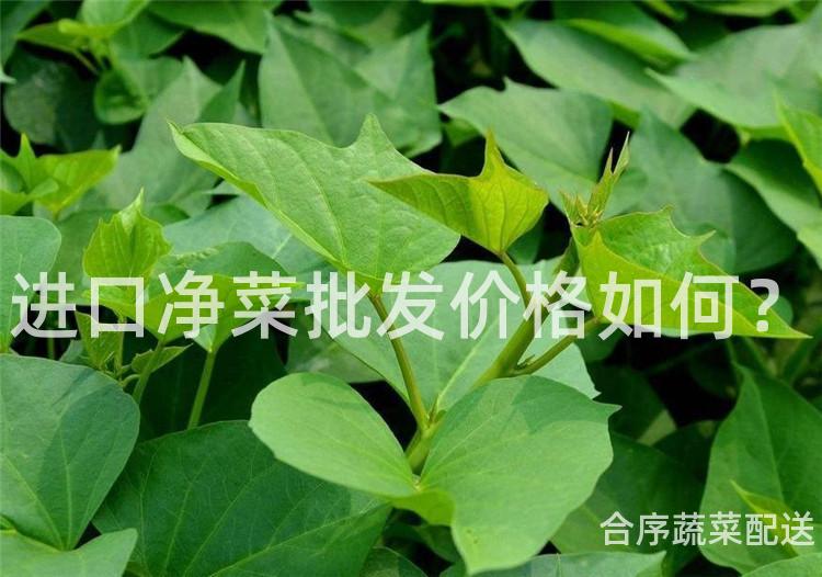 进口净菜批发价格如何？
