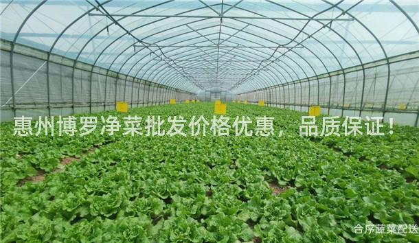 惠州博罗净菜批发价格优惠，品质保证！