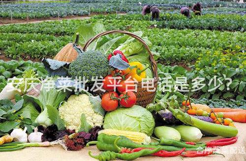 安庆净菜批发平台电话是多少？