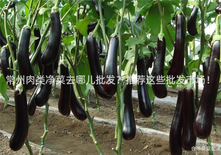 常州肉类净菜去哪儿批发？推荐这些批发市场！