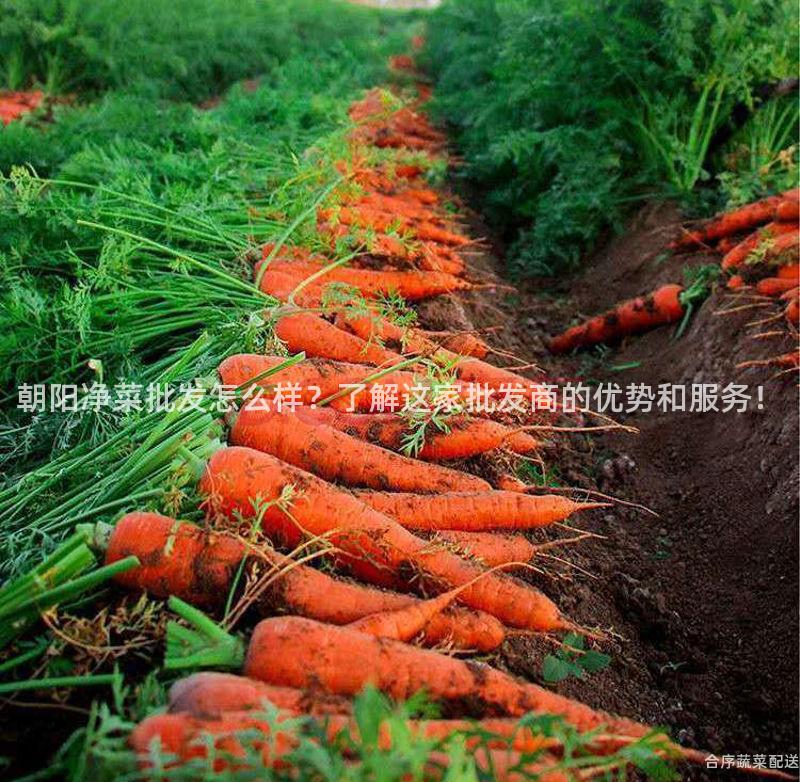 朝阳净菜批发怎么样？了解这家批发商的优势和服务！
