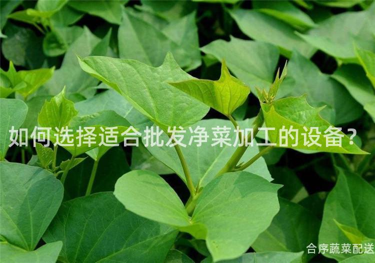 如何选择适合批发净菜加工的设备？