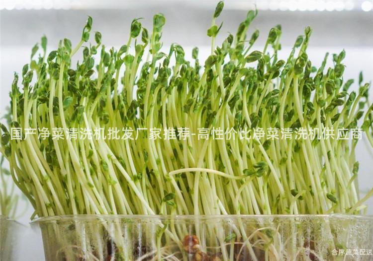 国产净菜清洗机批发厂家推荐-高性价比净菜清洗机供应商