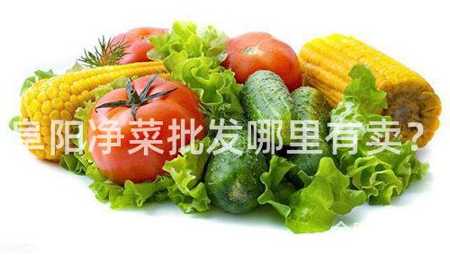 阜阳净菜批发哪里有卖？