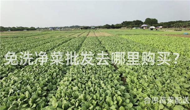 免洗净菜批发去哪里购买？