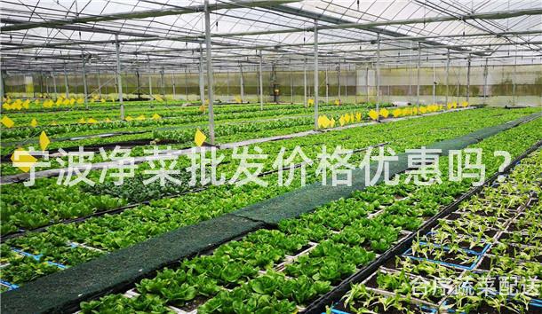 宁波净菜批发价格优惠吗？