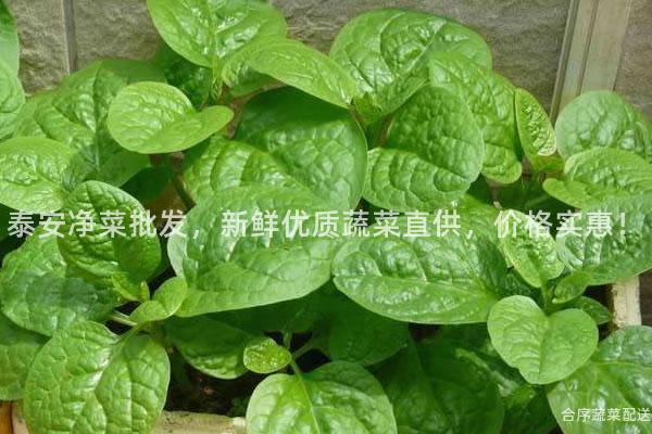 泰安净菜批发，新鲜优质蔬菜直供，价格实惠！