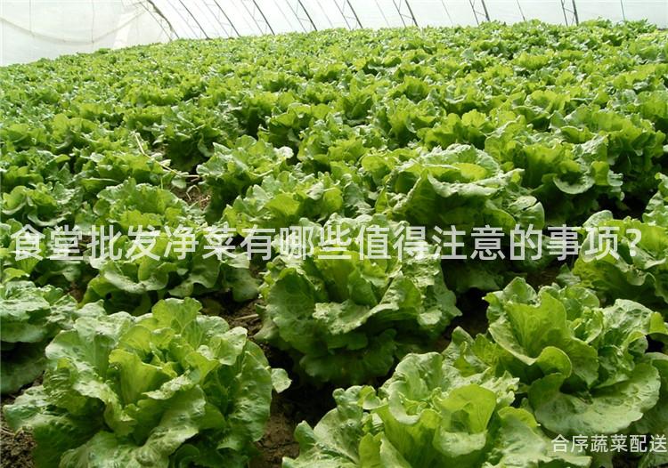 食堂批发净菜有哪些值得注意的事项？