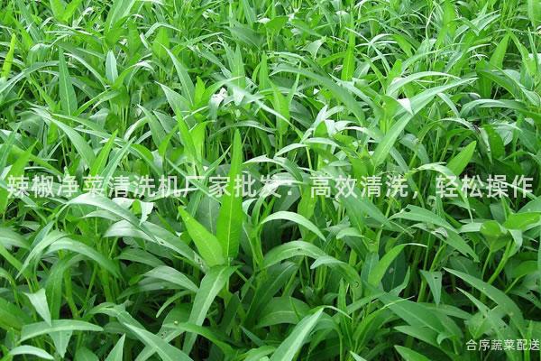 辣椒净菜清洗机厂家批发：高效清洗，轻松操作
