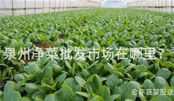 泉州净菜批发市场在哪里？