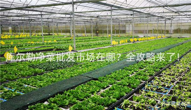 库尔勒净菜批发市场在哪？全攻略来了！