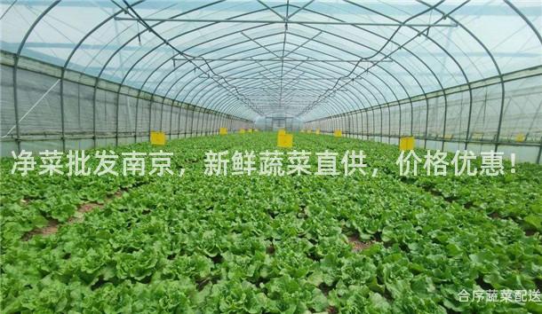 净菜批发南京，新鲜蔬菜直供，价格优惠！