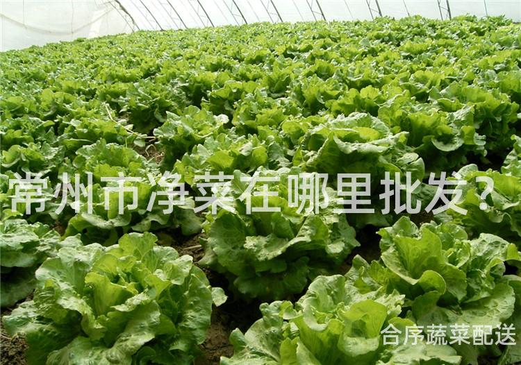 常州市净菜在哪里批发？