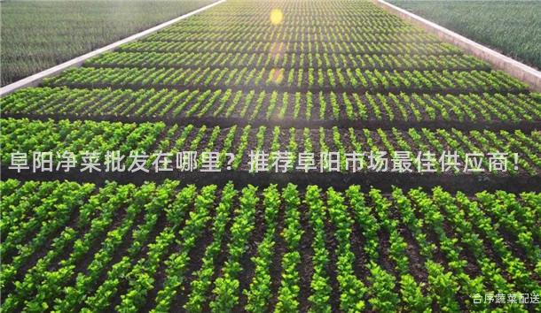阜阳净菜批发在哪里？推荐阜阳市场最佳供应商！