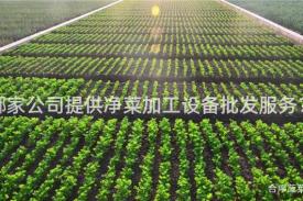 哪家公司提供净菜加工设备批发服务？