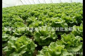 哪家公司提供速冻净菜生产线批发服务？
