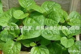 内蒙古净菜批发：新鲜健康的蔬菜供应商