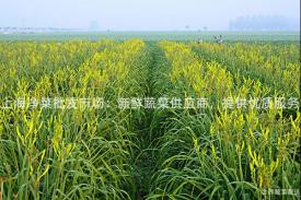 上海净菜批发市场：新鲜蔬菜供应商，提供优质服务